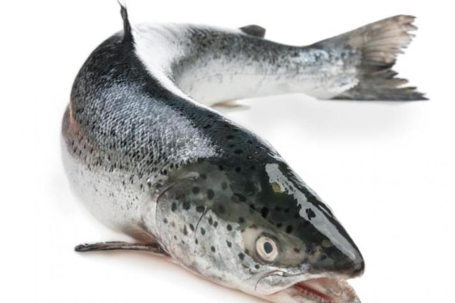 Эстония взяла под особую защиту красную рыбу