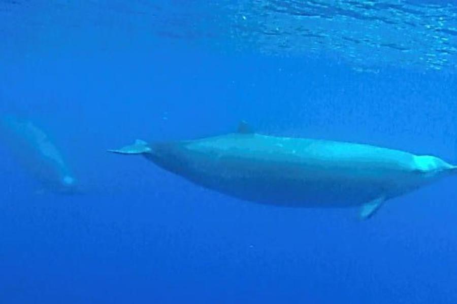 Обнаружен новый вид клюворылых китов