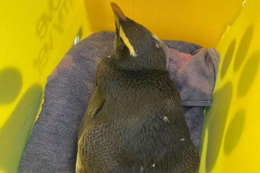 Новозеландский пингвин приплыл в Австралию и едва не утонул