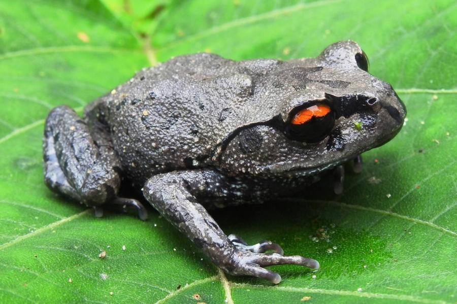 В джунглях Бангладеш нашли новый вид лягушек