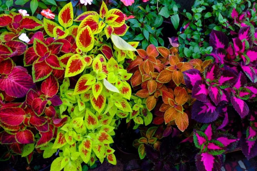 Пестролистные цветы - эффектное украшение вашей дачи