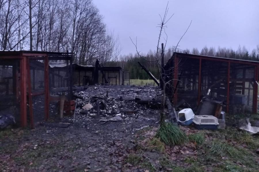 Пожар в приюте Елгавского края: заживо сгорела 21 кошка