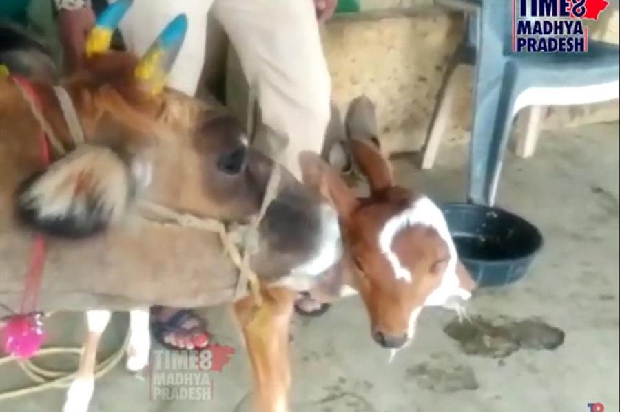 В Индии родился теленок-мутант с четырьмя глазами и двумя ртами (+видео)