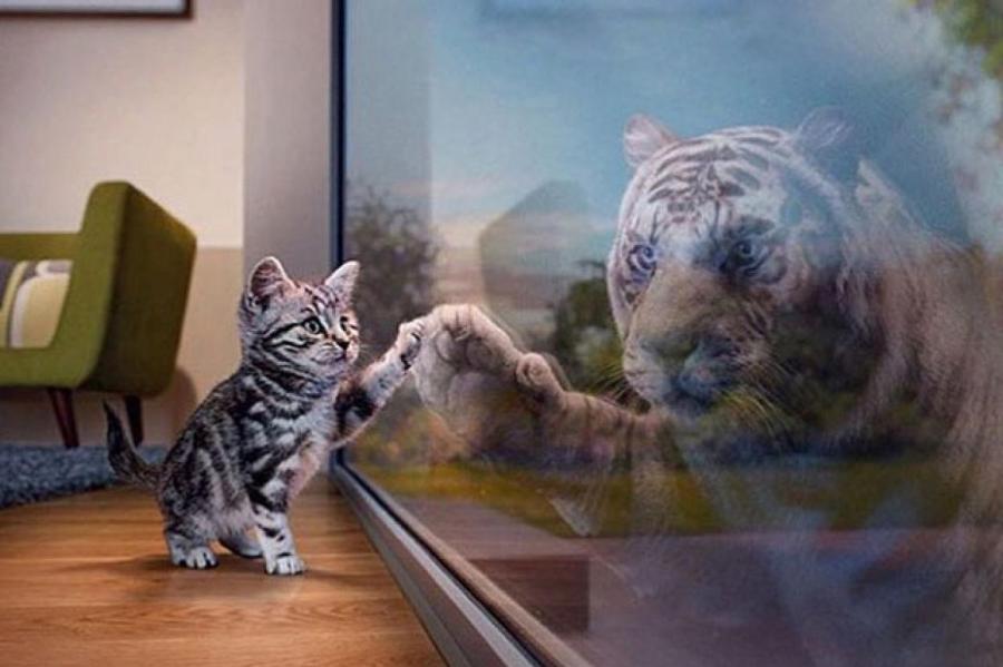 Котёнок выжил в вольере с тиграми