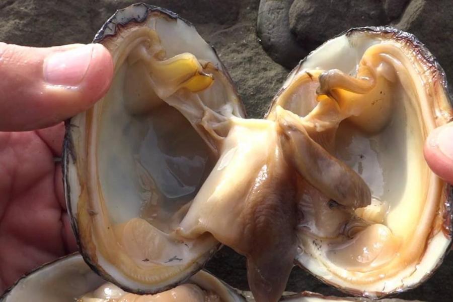 На берег курильского острова выбросило множество моллюсков