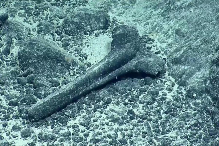 Череп древнего кита обнаружили на подводной горе в океане (+видео)