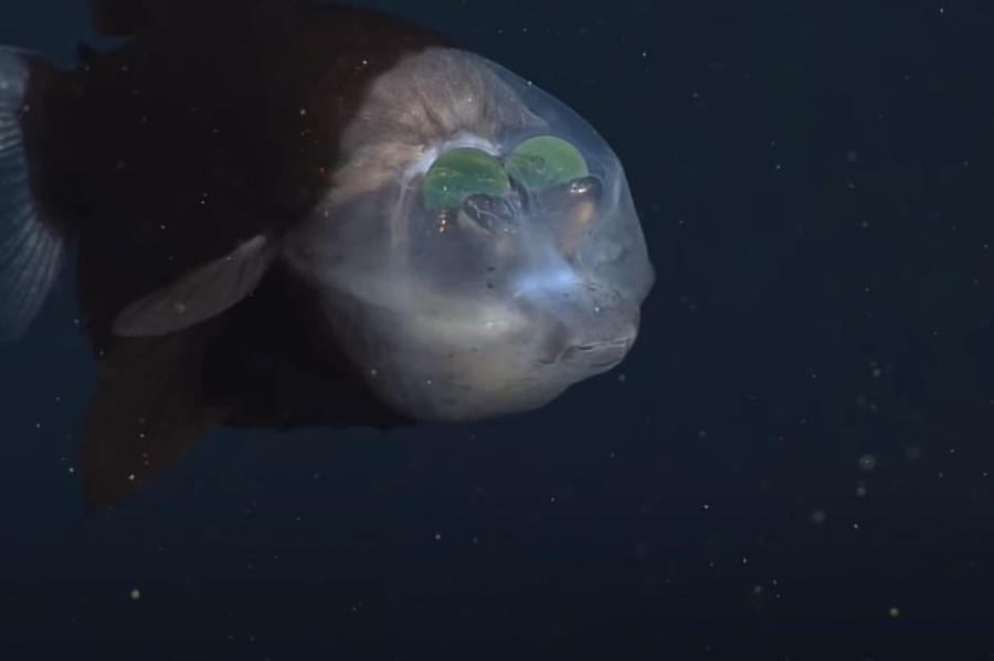 Учёные обнаружили странную рыбу в Тихом океане (+видео)