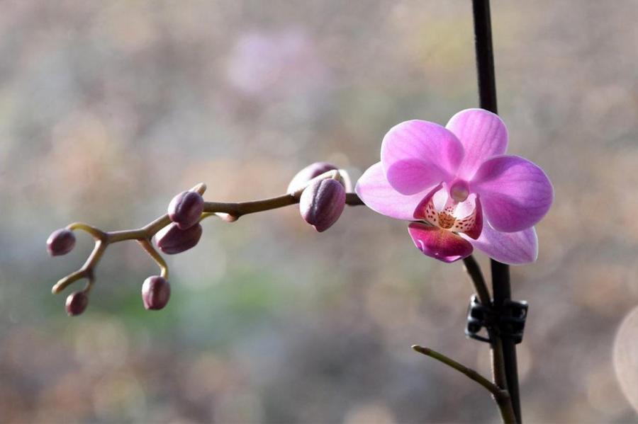 У орхидеи опадают цветы: причины такого 