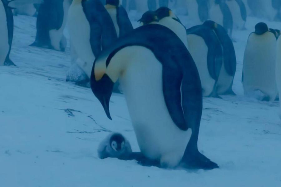 Пингвиненок ищет маму (+видео)