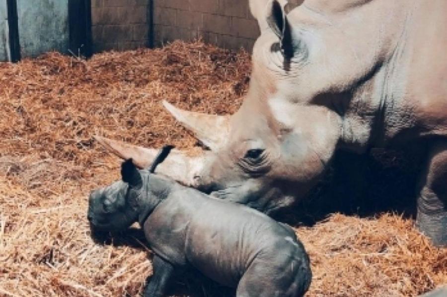 Редчайший белый носорог родился в зоопарке