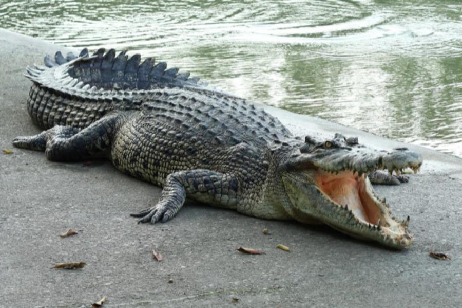 Крокодилы пережили динозавров благодаря быстрой эволюции