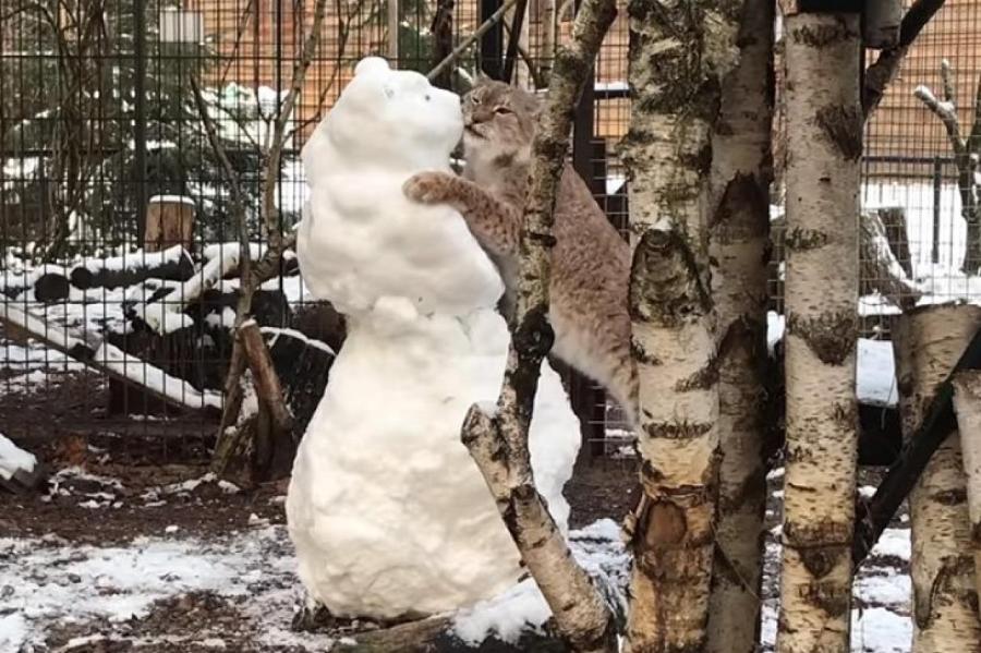 Рысь играет со снеговиком