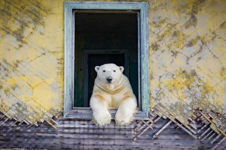 Белые медведи поселились на метереологической станции на Чукотке (+ видео)