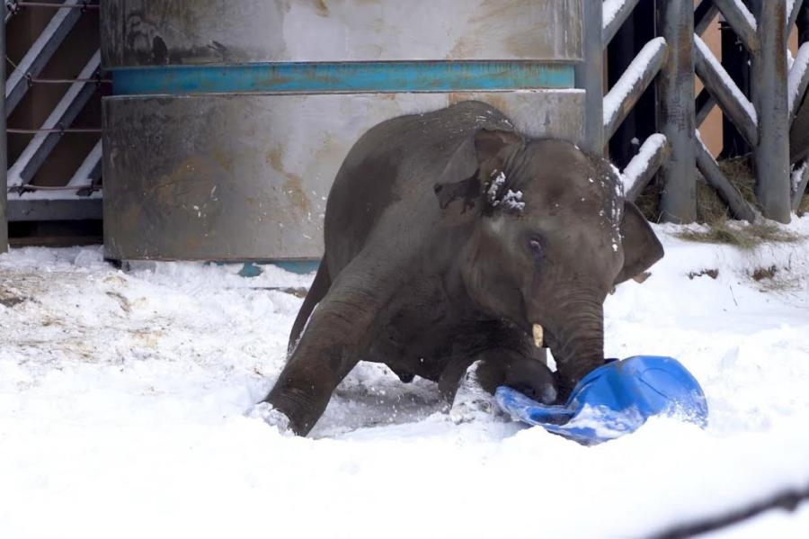 Московским слонам снег в радость (+ видео)