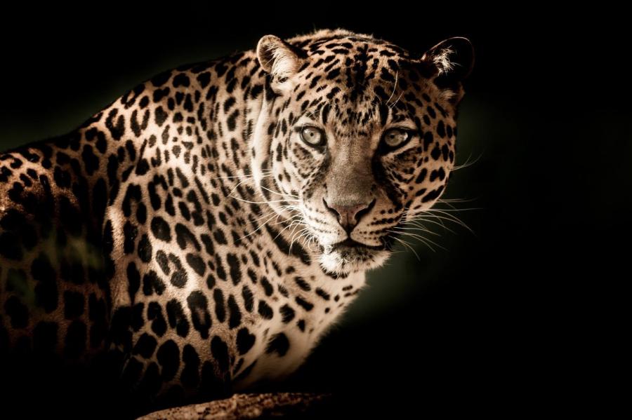 Песню самого редкого леопарда сняли на видео в России