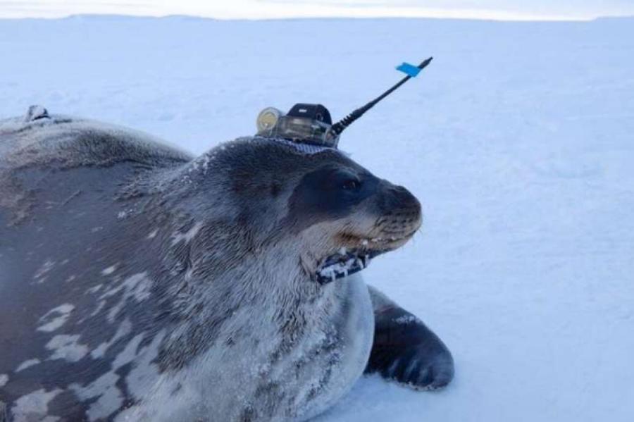 Тюлени помогают учёным исследовать Антарктиду