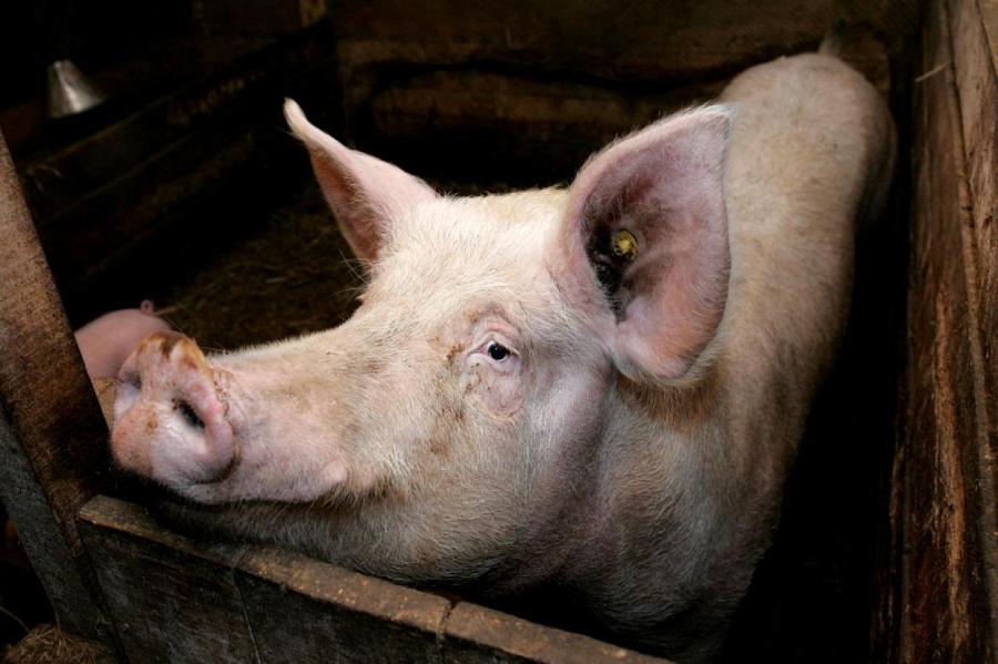 Испанские активисты против свиней (+ видео)