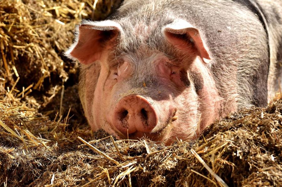 Эпичный побег свиньи из движущегося прицепа сняли на Украине