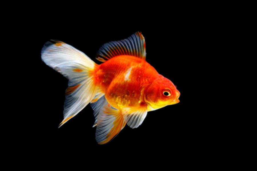 Рыбки научились управлять аквариумом на колесах (+ видео)