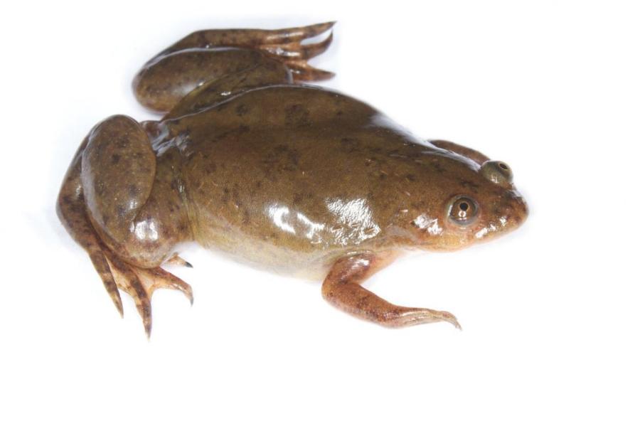 Учёные отрастили лягушке ампутированную конечность
