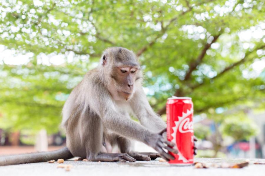 Банды диких обезьян орудуют в Таиланде (+ видео)