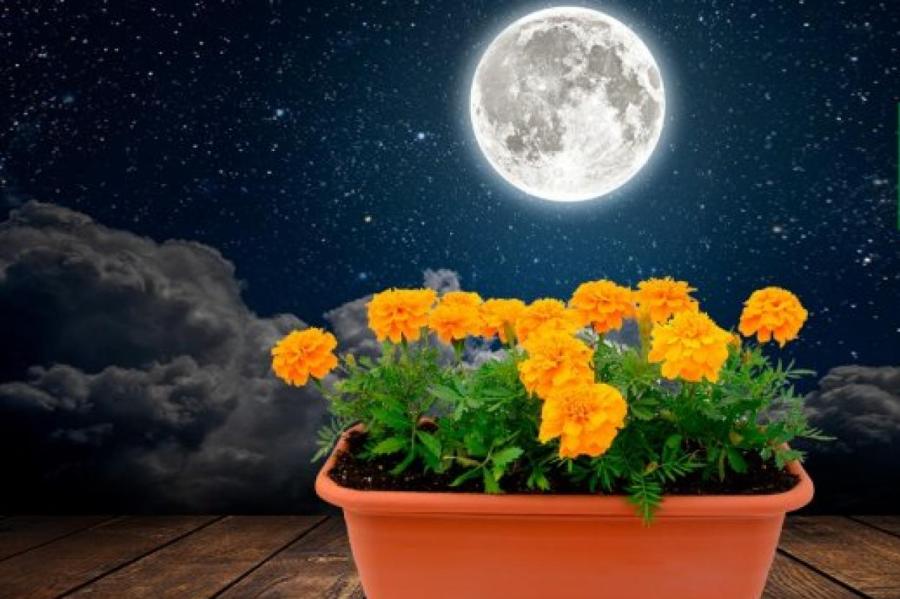 Выращивание однолетних цветов по Лунному календарю в 2022 году
