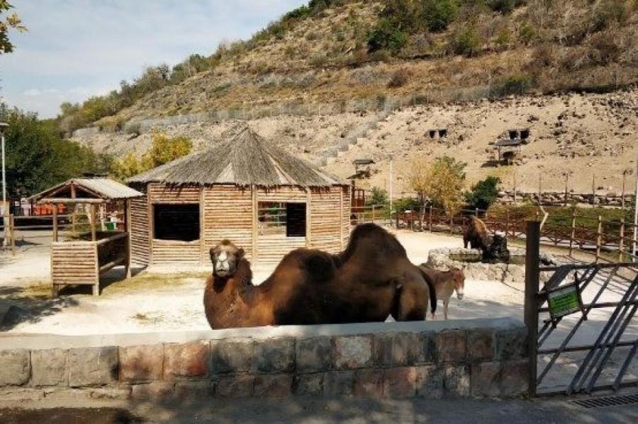Потери Ереванского зоопарка