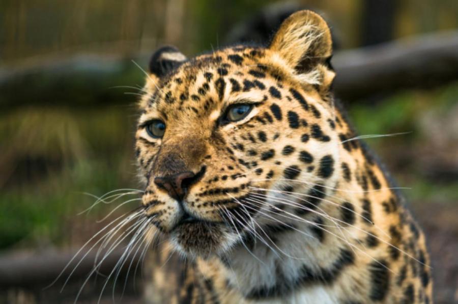 В Индии леопард умер от дельта-ковида