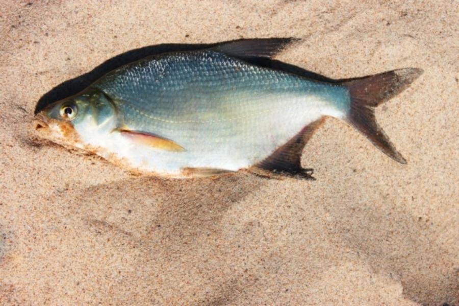 В Греции вымерзли сотни тысяч рыб