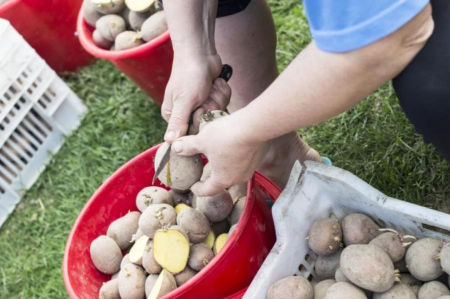 Способы подготовки картофеля к посадке