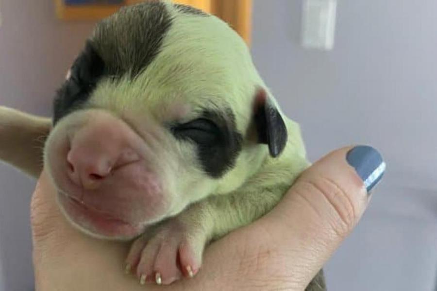 У бульдога родился зелёный щенок (+ видео)