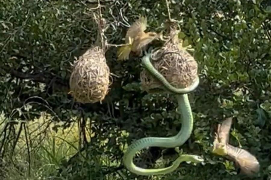 Как птицы ткачи защищают свои гнезда от змей (+ видео)