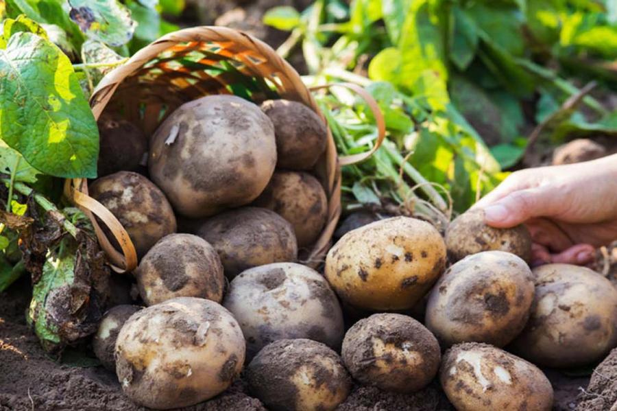 Как защитить картофель от фитофтороза