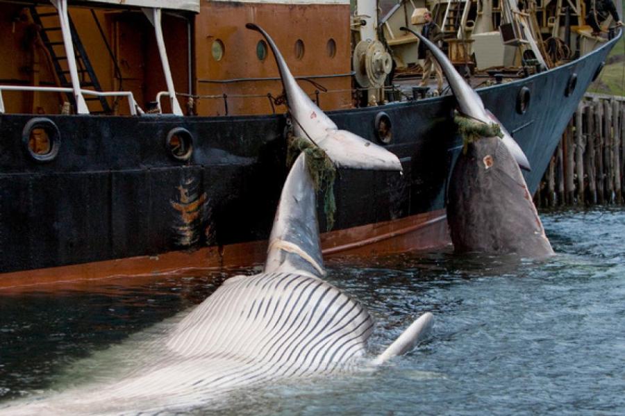 Исландия прекращает охоту на китов