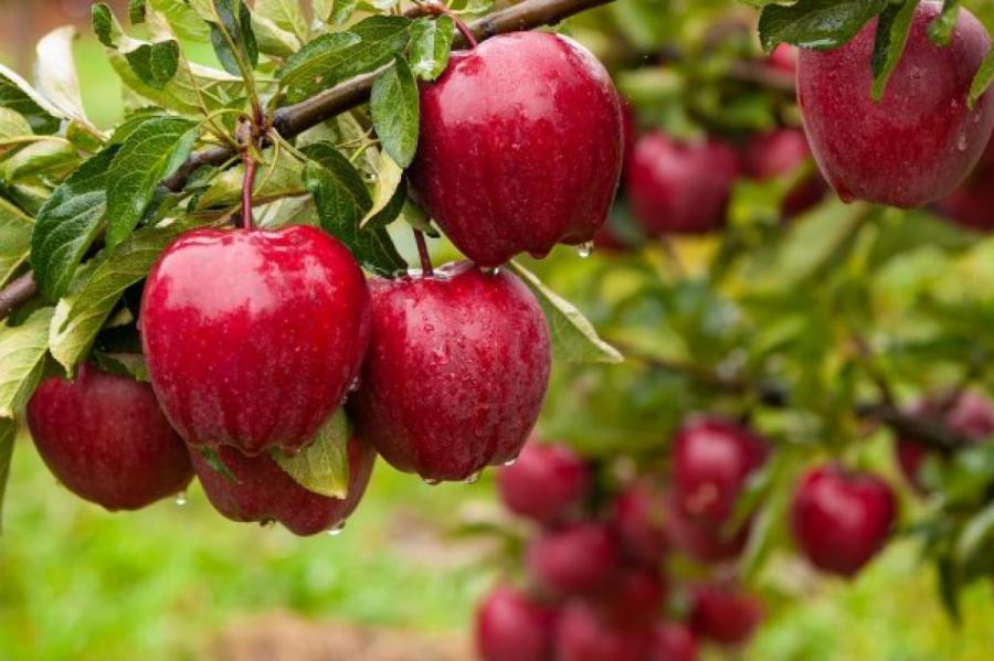 Увеличить урожай яблок вдвое