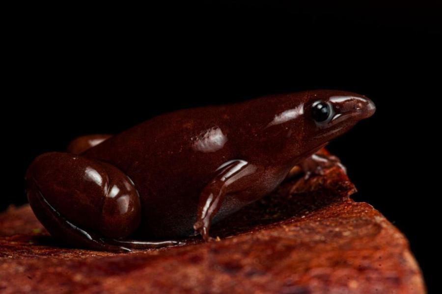 Носатую лягушку-тапира обнаружили в Амазонии