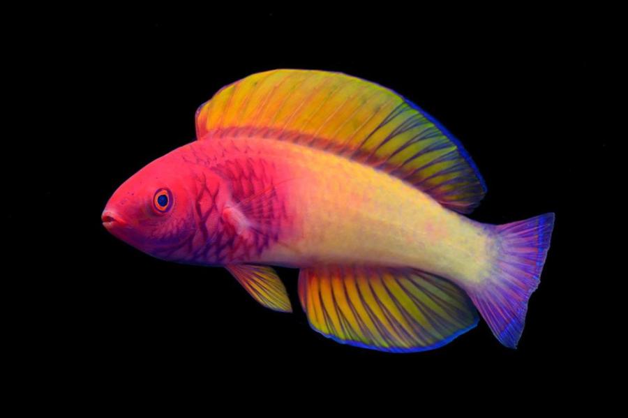 Потрясающая, фантастически красивая радужная рыбка с Мальдивских островов