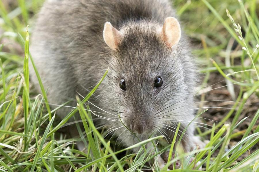 Зачем учёные собираются воскресить вымерших островных крыс
