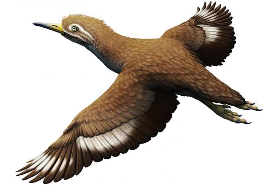 Древние птицы имели сенсорные органы в клюве для поиска пищи