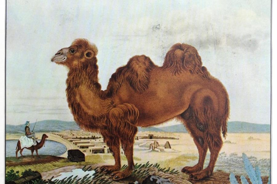 Какими верблюды были раньше?