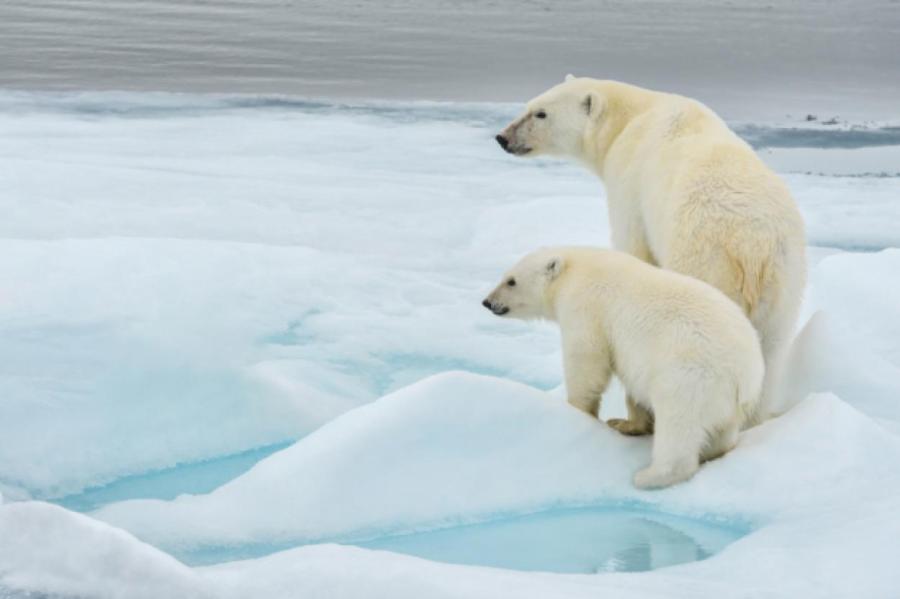 Почему белый медведь любит Северный полюс, а не Южный?