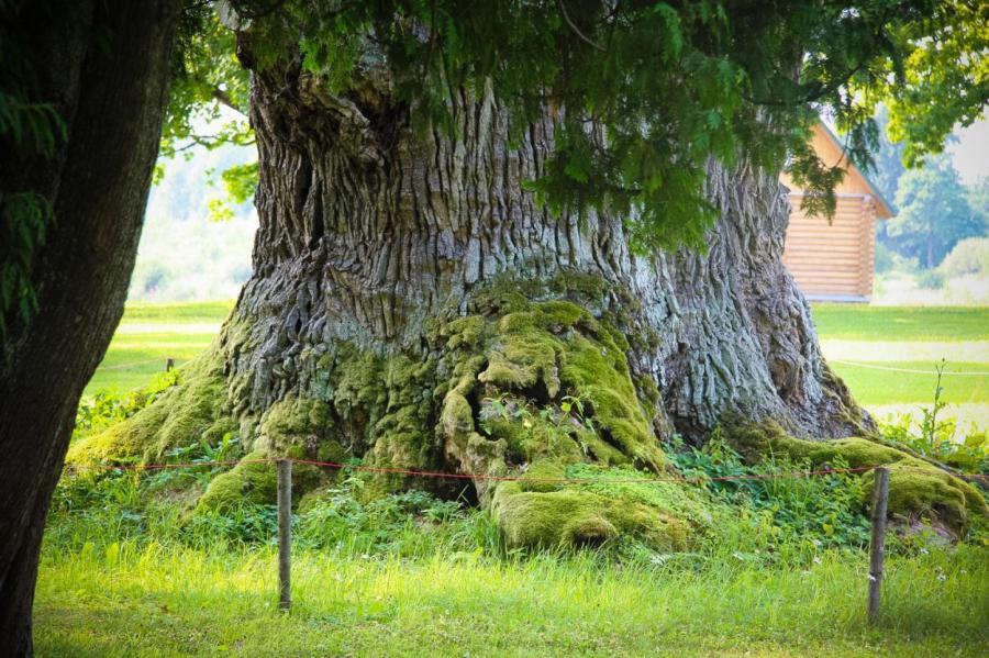 Дерево года Европы - «Русский дуб» дисквалифицирован, латвийский - на 9 месте