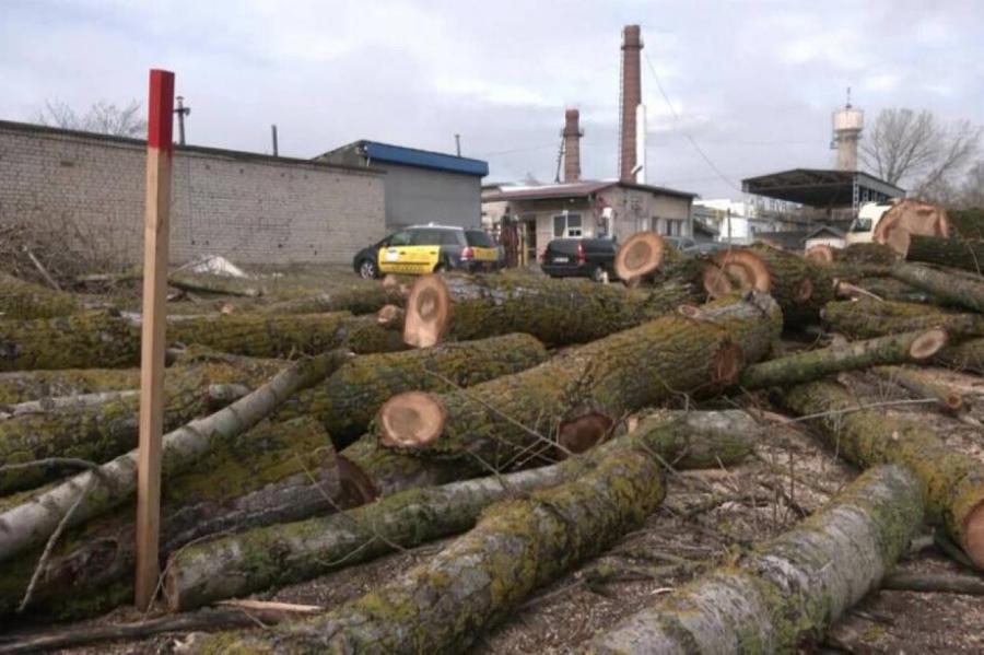 В Пардаугаве вырубят полтысячи деревьев ради строительства велодорожки