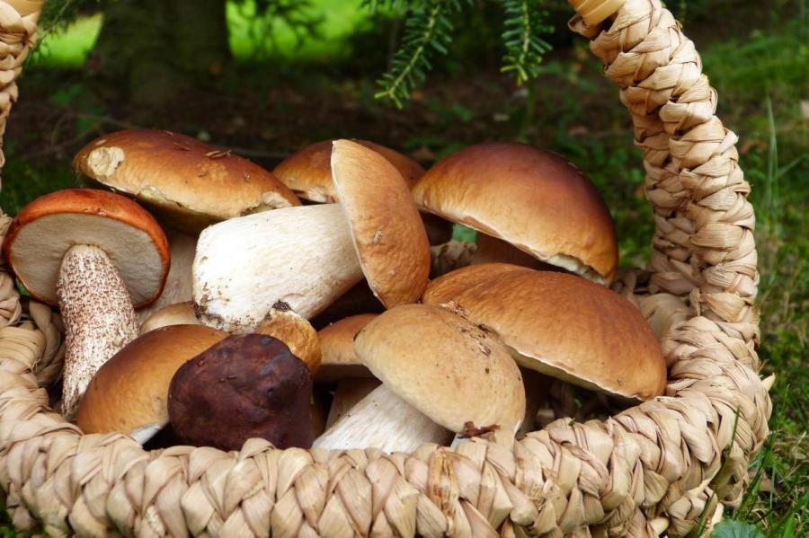Маслята — солить, лисички — жарить: как правильно готовить лесные грибы
