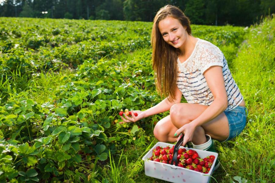 Поесть и заработать: крестьянские хозяйства приглашают на ягоды