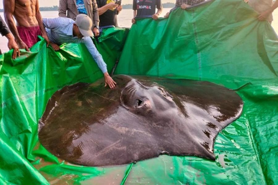 В Таиланде поймали самое крупное пресноводное существо в мире весом 300 кг