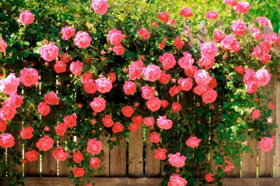 Секретная подкормка для роз: цветы всегда цветут обильно, пышно и шикарно