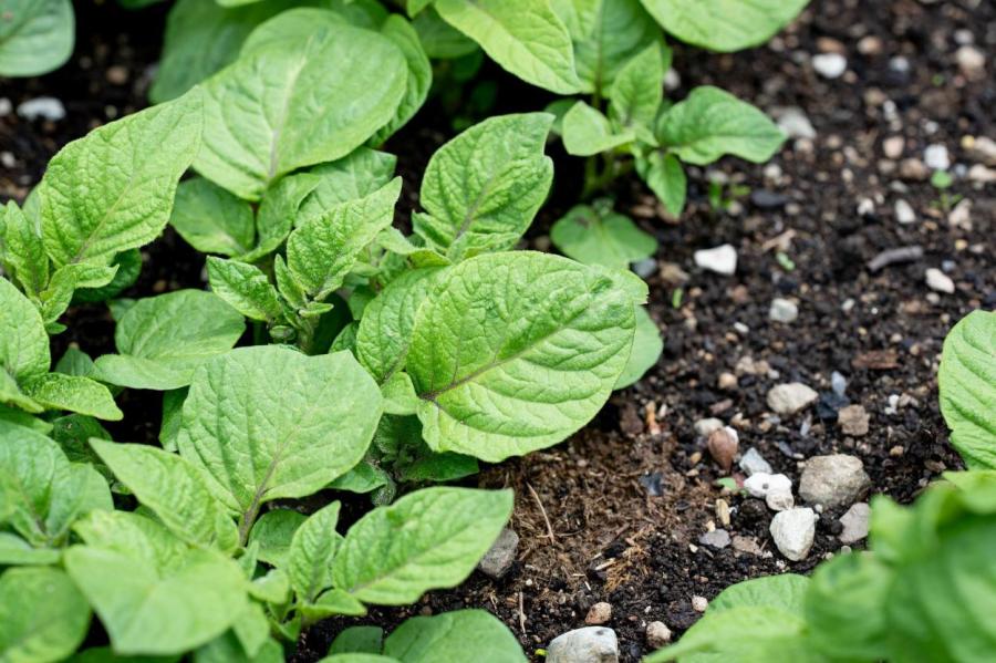 6 народных «удобрений», которые портят почву и вредят растениям