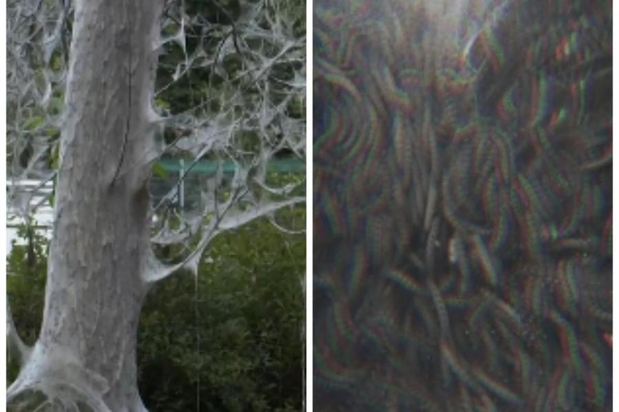 Инфернальная картина в Риге: деревья в Пурвциемсе усеяны тысячами гусениц