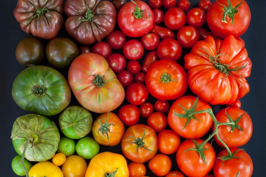 Как нужно ухаживать за помидорами в жару, чтобы урожай удвоился